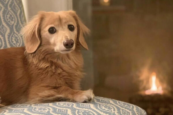 20 Best Dog Breeds For Apartment Lifestyle