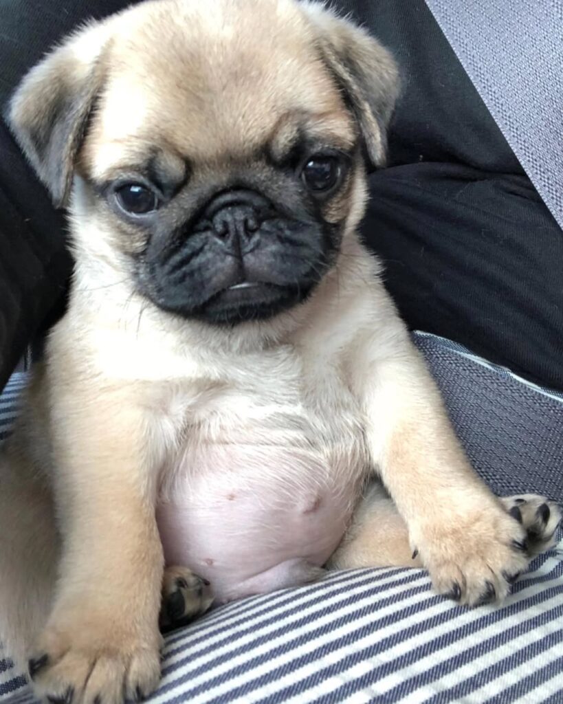 Pugs